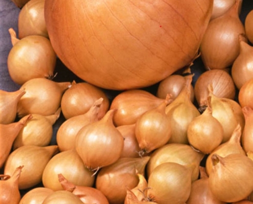 Stuttagarter Riesen onion